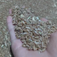 فروش گندم تازه دروشده