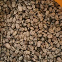 فروش لوبیا چیتی رسمی
