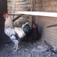 مرغ و خروس بومی درجه یک