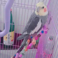 عروس هلندی نر