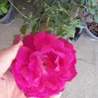 ۱ میلیون تومن بلوبانک