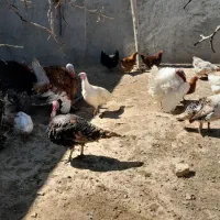 بقلمون فروشی تعداد ۱۰