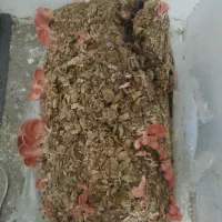کمپوست قارچ صدفی کود