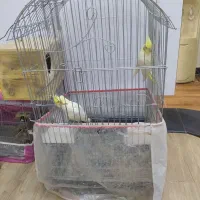 یک جفت طوطی دو بار جوجه کرده