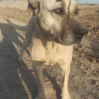 سگ سرابی