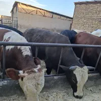گوساله در هر وزنی جهت قربانی