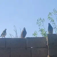 سوسکی قاره ماده جوجه داره