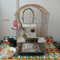 عروس هلندی