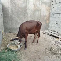 ماده سرحال داشت خانگی