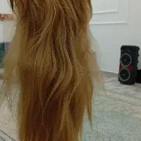 کلاه گیس