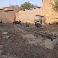 بوقلمون