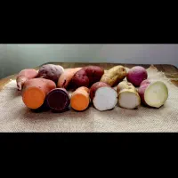 نشا سیب زمینی شیرین در ۶ رقم