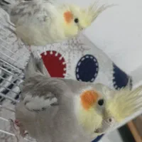 پرنده عروس هلندی