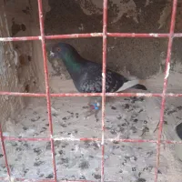 کفتر قره سبز آلمانی نر