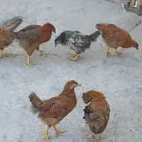 مرغ وخروس بلک اصل محلی وگلپایگان اصلاح نژاد