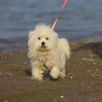 سگ شیتزو کراس