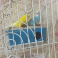مرغ عشق