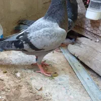 جوجه نر مسافتی