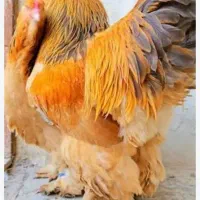 خروس جوان برهماغول پیکر