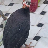 مرغ شاخدار