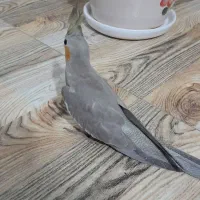 عروس هلندی