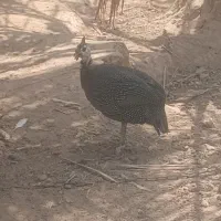 مرغ شاخدار نر