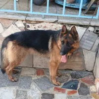 سگ ژرمن شپرد 1 ساله آموزش دیده