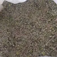 آویشن کوهی کردستان