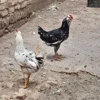 خروس|حیوانات مزرعه|شیراز, سفیرشمالی|دیوار