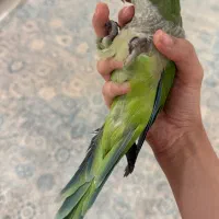 راهب سبز ۱ساله