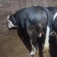 گوساله نر