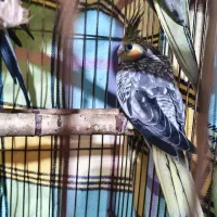 عروس هلندی گم شده