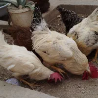 خروس