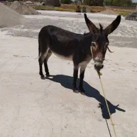 جهت کشش اسب