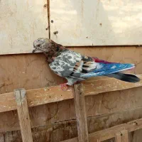 کفتر|پرنده|فردوسیه, |دیوار