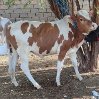 جرسی