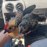 مرغ و خروس چینی . مرغ برهما