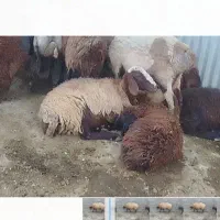 میش بره دار
