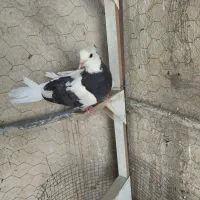 سلام فروش ماده طوقی و سیاه دوم سفید