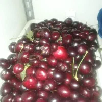 گیلاس|خوردنی و آشامیدنی|ارومیه, |دیوار