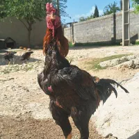 خروس لاری