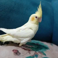 عروس هلندی