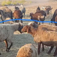 فروش چهار عدد میش داشتی