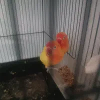 کوتوله نرماده معاوضه باعروس چابهار