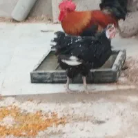 مرغ و خروس عربی اصل
