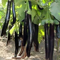 نشا گوجه فرنگی و بادمجان.فلفل.بامیه