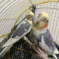 جفت عروس هلندی