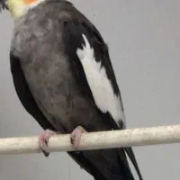 طوطی معاوضه ایی