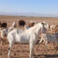 نر بز گلابی