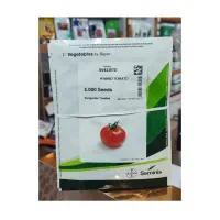 فروش بهترین رقم های گوجه فرنگی